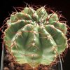 Discocactus_estevesii